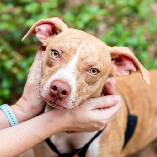 Independent Animal Rescue – A non-profit organization providing