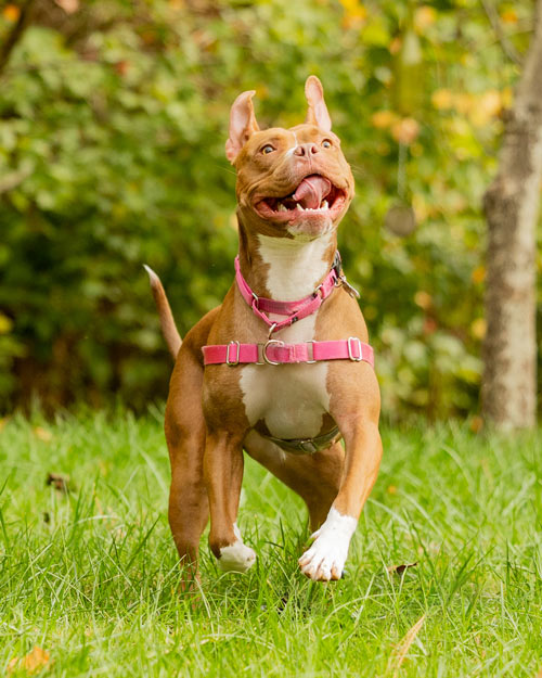 honey-bun-184-sm Image